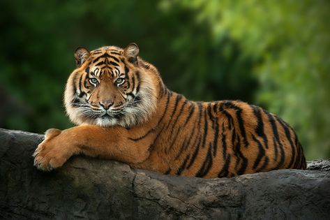 Javan Tiger, Tiger Habitat, Tiger Conservation, Jungle Mural, Panthera Tigris, Sumatran Tiger, Tiger Pictures, Gorgeous Cats, Wildlife Paintings