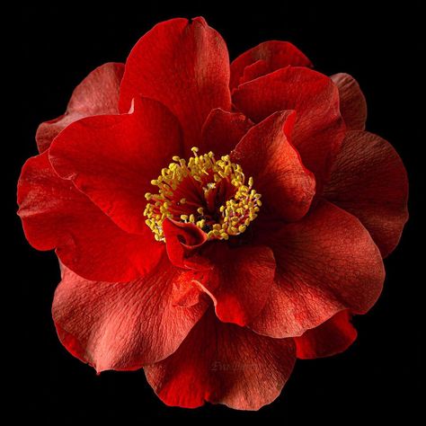 Red Flower, Russian Red, Flower Cut Out, Album Art Design, Single Flower, Phone Icon, Orange Flowers, Anemone, Album Art