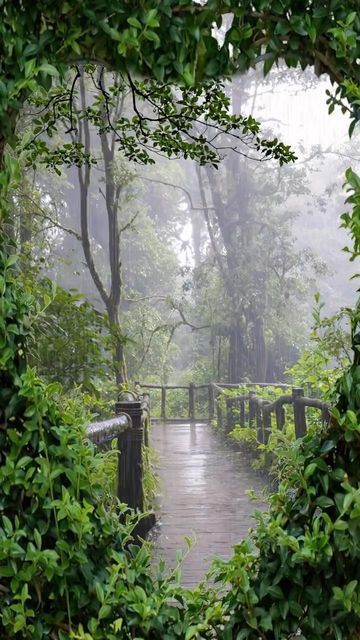 Nature | Vacation | Adventures on Instagram: "“Being close to nature’s elements can help you start your day on a happy note by relieving all your stress.” 🍃 📽Crédit : unknown (For crediting issues or removal please DM) #thenatureshub #naturelover #natureseekers #naturerepublic #morninglove #morningvibes #thailandtravel #kohsamui #phuket #cebuphilippines #reelsvideo #reelsinsta #reelsviral #trendingreels #nature #beautifuldestinations #yourtravelsdestination #love #travel #photooftheday #instag Rainy Day Photography, Beautiful Christmas Scenes, Tv Nature, Scenic Roads, Forest Photography, Love Travel, Closer To Nature, Nature Gif, Beautiful Photos Of Nature