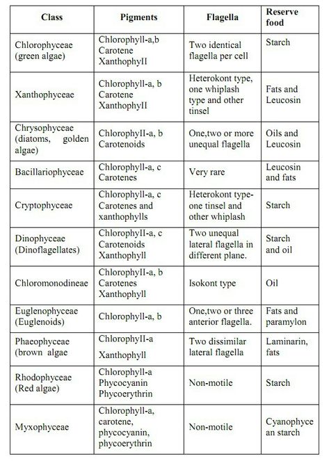 Algae classification Algae Classification, Algae Notes, Biological Classification Notes, Biological Classification, Neet Notes, 2nd Semester, Learn Biology, Human Body Activities, Basic Anatomy