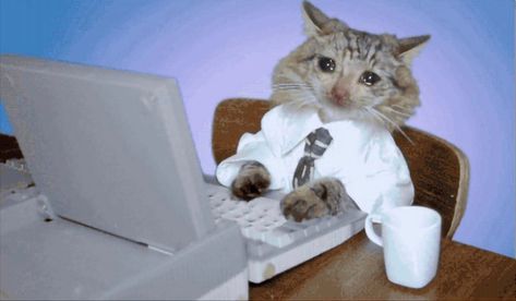 Funny Computer Backgrounds, Funny Computer Wallpaper, Office Cat, Cat Crying, Cat Work, Ugly Cat, Funny Cat Wallpaper, Cat Background, Cute Desktop Wallpaper