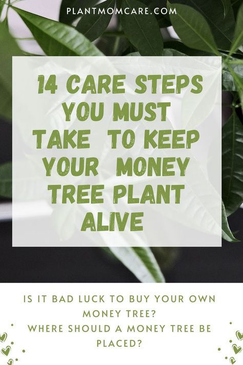 Replanting Money Tree, Caring For Money Tree Plant, How To Grow A Money Tree Plant, Pruning Money Tree Plant, How To Take Care Of A Money Tree Plant, How To Take Care Of Money Plant, Repotting Money Tree Plant, Money Tree Meaning, Money Tree Plant Care Tips