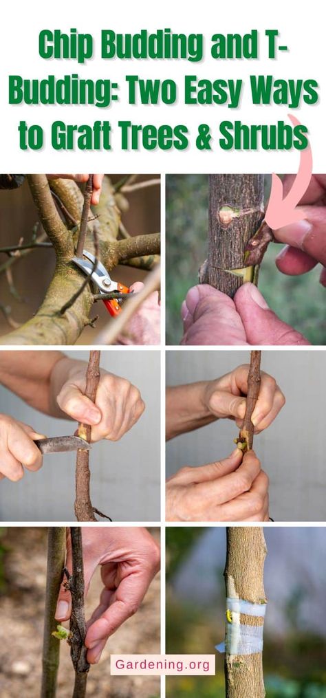 Grafting Trees, Tree Grafting, Grafting Fruit Trees, Grafting Plants, Growing Fruit Trees, Growing Fruit, Propagating Plants, Trees And Shrubs, Fruit Trees