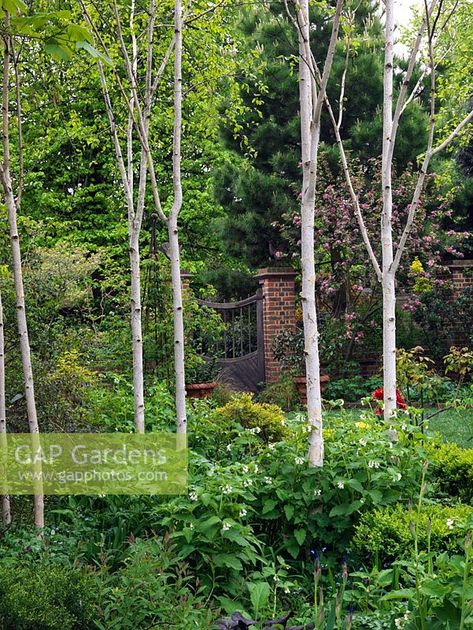 Small woodland of silver birch - Betula utilis var. jacquemontii underplanted with white comfrey. Beyond, lawn edged with crab apple covered in pink blossom beside gate to work area. Silver Birch Trees Small Garden, Birch Trees Garden, Birch Trees Landscaping, Woodland Plants, Corner Garden, Lawn Edging, Silver Birch, Plant Photography, Low Maintenance Garden