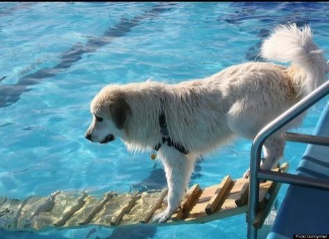 Dog Facility, Dog Boat Ramp, Dog Pool Ramp, Smart Dogs, Dogs Diy Projects, Pet Ramp, Dog Pool, Dog Swimming, Dog Ramp