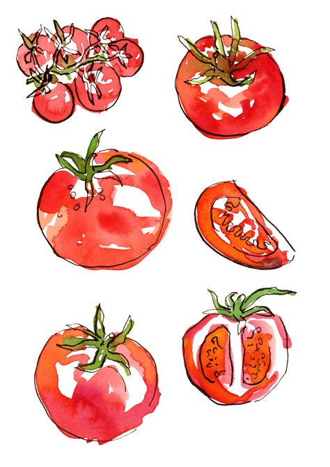 Fruit Art Sketch, Random Watercolor Art, Tomato Painting Watercolors, Sharpie And Watercolor Art, Food Illustrations Watercolor, Watercolour Tomato, Watercolor Drawings Aesthetic, Tomato Doodle, Salad Sketch