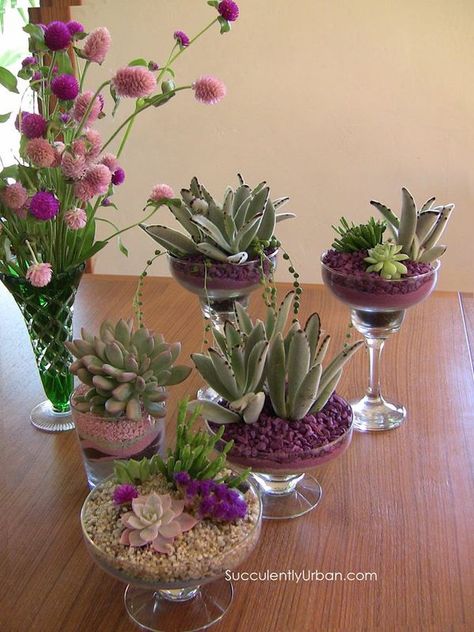 Succulents In Glass, Diy Succulent Terrarium, Succulent Garden Design, Succulent Centerpieces, Succulent Garden Diy, Whirlpool Refrigerator, Succulents Decor, Succulent Gardening, Garden Terrarium