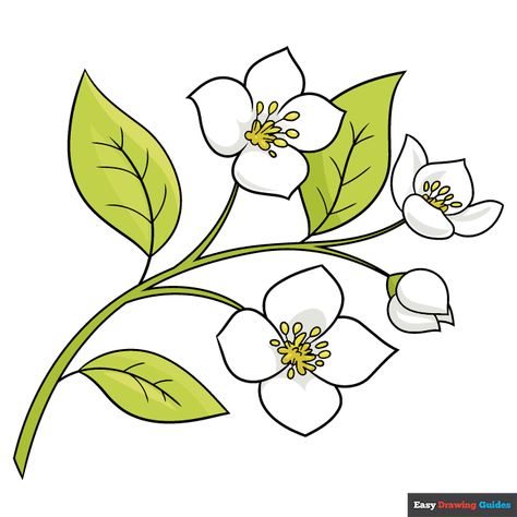 Jasmine Flower step-by-step drawing tutorial: step 11 How To Draw Jasmine Flower, Jasmine Flower Sketch, Jasmine Flower Drawing, Jasmine Sketch, Flower Drawing Step By Step, Jasmine Drawing, Flower Drawing Easy, Drawing Steps, Sketch Images