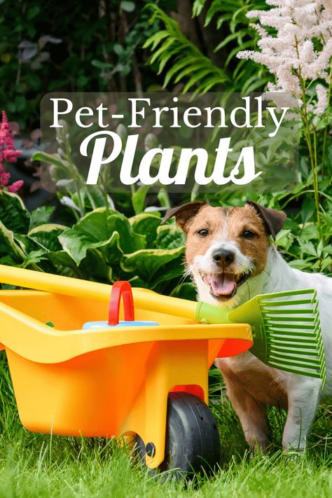 Dog Friendly Plants Outdoor, Pet Safe Landscaping, Plants Safe For Dogs, Plants That Are Toxic To Dogs, Backyard Plants Safe For Dogs, Boarder Plants, Plants Toxic To Dogs, Dog Friendly Plants, Dog Friendly Garden