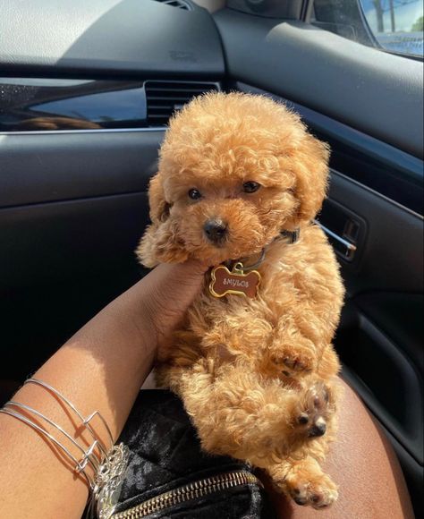 Adorable Puppies Fluffy, Puppies In Clothes, Small Dogs That Dont Grow, Maltipoo Puppy Aesthetic, Toy Poodle Puppies Aesthetic, Maltipoo Aesthetic, Brown Mini Poodle, Puppies Aesthetic, Maltipoo Puppy Brown