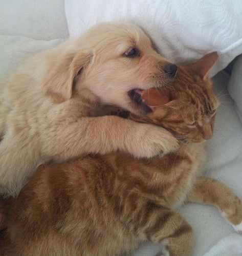 Cat And Dog, Dog And Cat, A Cat, A Dog, Golden Retriever, Puppies, Bed