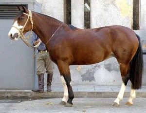 Criollo Polo Pony The Criollo is descended from horses brought to the Uruguay… Criollo Horse, Pinto Horse, Horse Inspiration, Cowboy Horse, Horse Gear, Most Beautiful Animals, Polo Pony, Horse World, All The Pretty Horses