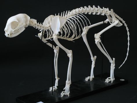 Cat Skeleton | IMHILL | Flickr Bone Reference, Feline Anatomy, Sugar Skull Costume, Figure Sculpting, Skeleton Anatomy, Cat Skeleton, Sugar Skull Halloween, Skeleton Drawings, Cat Anatomy