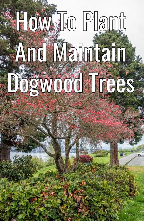 Dogwood Tree Landscaping, Pink Dogwood Tree, Spring Blooming Trees, Low Maintenance Landscaping Front Yard, Dogwood Tree, Landscaping Trees, Decorative Plants, Dogwood Trees, Blooming Trees