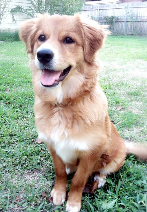 My rescue dog. German shepherd/ retriever mix Golden Retriever Mix Puppies, Australian Shepherd Red Tri, Invisible String, Australian Shepherd Mix, Golden Retriever Mix, Australian Shepherd Dogs, Puppies And Kitties, Yorkshire Terrier Puppies, Blue Merle