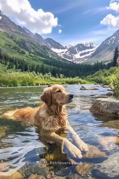 Dogs In Water, Golden Retriever Water, Golden Retriever Swimming, Majestic Dog, Dog Mountain, Dog Golden Retriever, Lake Aesthetic, Chien Golden Retriever, Cute Golden Retriever