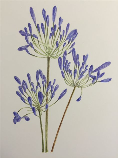 Agapanthus Drawing Simple, Agapanthus Drawing, Minimalistic Tattoo, Saree Painting Designs, Watercolor Flowers Tutorial, Minimalist Tattoos, Loose Watercolor, Hand Embroidery Flowers, Watercolor Flower Art