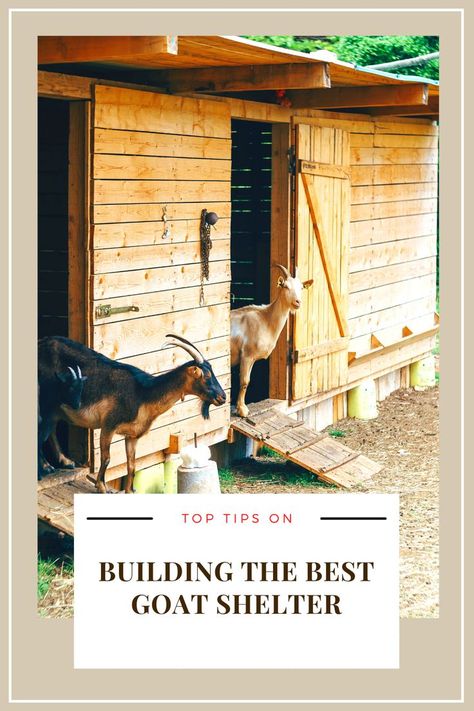 Tips on making best goat shelter; things to look for when making goat shelter House For Goats, Goat House Ideas Buildings, How To Build A Goat Shelter, Moveable Goat Shelter, Goat Shed Plans, Mobile Goat Shelter, Goat Shelters For Winter, Goat Pen Ideas Shelters, Goat Houses Shelters