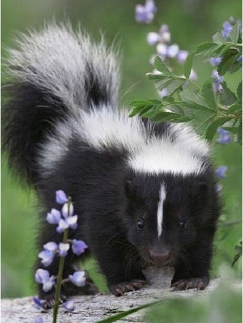 12 Baby Skunks That Are Just Too Stinkin' Cute! - I Can Has Cheezburger? Striped Skunk, Baby Skunks, Silly Animals, Woodland Creatures, Animal Photo, Nature Animals, Woodland Animals, Animals Friends, Beautiful Creatures