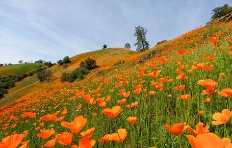 amador county Amador County, California History, Poppy Field, Place Names, Sierra Nevada, Sacramento, Secret Garden, Nevada, Poppies