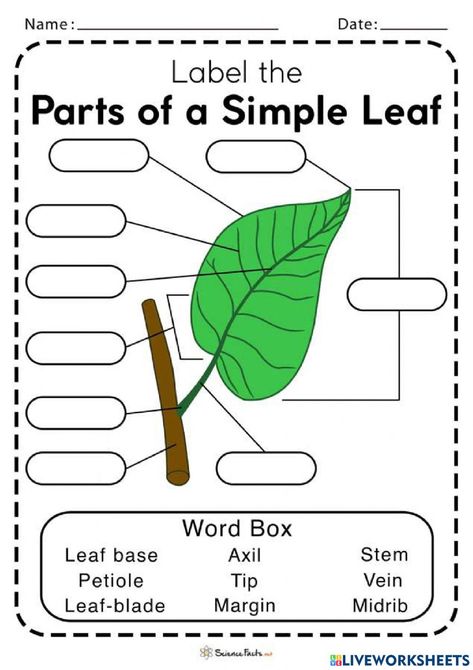 Parts Of A Leaf Worksheet, Parts Of A Tree Worksheet, Leaf Structure And Function, Leaf Worksheet, Leaf Anatomy, Parts Of A Leaf, Leaf Activity, Shapes Of Leaves, Botany Lessons