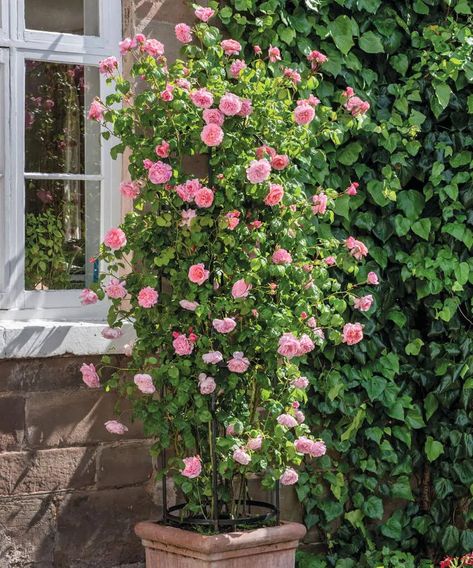 Climbing Roses Small Garden, Container Climbing Roses, Climbing Rose In Container, Rambling Roses Ideas, Rose In Container, Climbing Roses In Pots Trellis, Rose Garden In Pots, Patio Roses In Pots, Rambling Roses Climbing