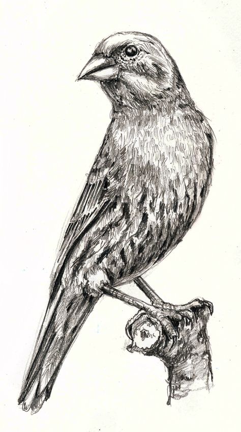 Pencil (Blackwing and Woodless B-2) drawing of a House Finch. Reference photo from Living Bird (magazine of the Cornell Lab of Ornithology). Bird Drawing Reference, Finch Drawing, Tamara Phillips, Drawing Of Birds, Drawings Of Birds, Drawing Of A House, Bird Sketches, Bird Pencil Drawing, Hatch Drawing