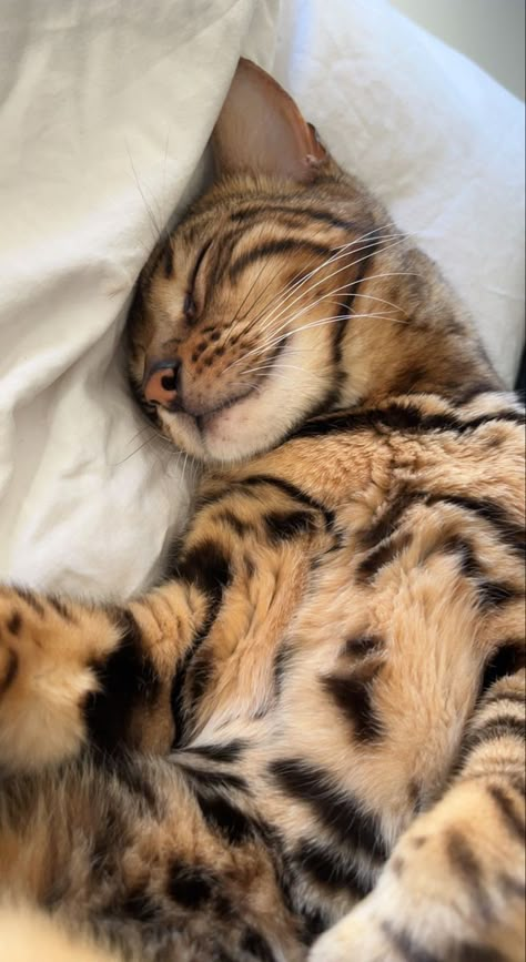 Regnul Animal, Dream's Cat, Pretty Animals, Cat Person, Bengal Cat, Cute Creatures, Cute Pets, Pretty Cats, Cute Cats And Dogs