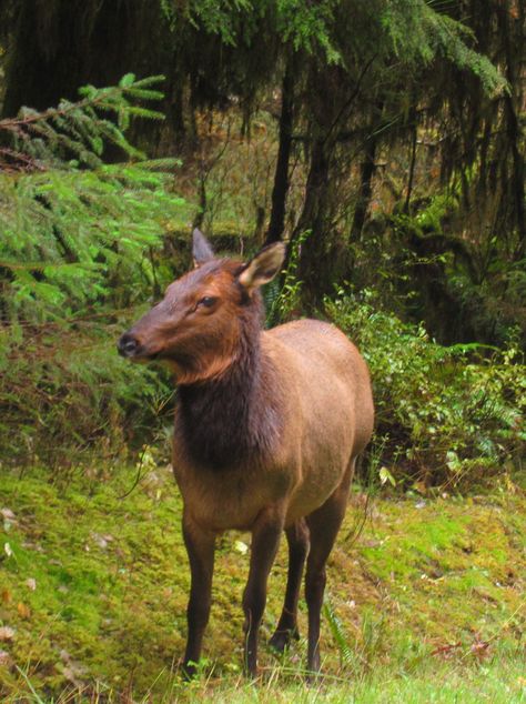 A female Roosevelt Elk with her chocolate brown head, neck, and legs stands to attention at the side of the Hoh Valley road Female Elk, Western Hemlock, Roosevelt Elk, Cow Elk, Cape Flattery, Neah Bay, Hoh Rainforest, Moose Deer, Bull Elk