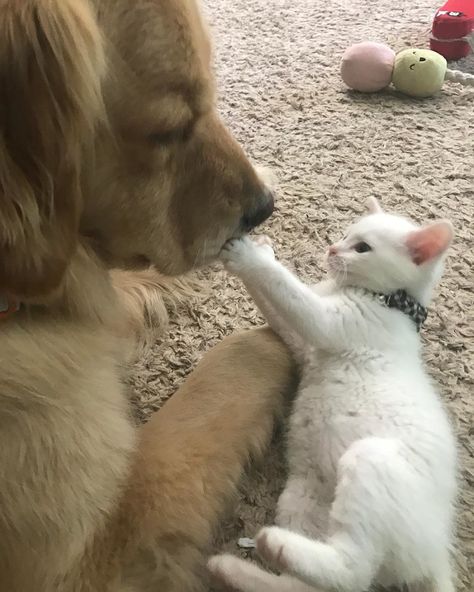 Cat Friends, Friends House, Therapy Dog, Giant Dogs, Animals Friendship, Dog And Cat, Cute Animal Pictures, Cats And Dogs, Cute Cats And Dogs