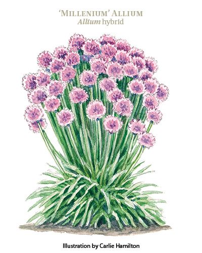 Allium Millenium Landscaping, Millenium Allium, Plant Maintenance, Lab Logo, Plant Guide, Lavender Pink, Light Summer, New Growth, Growing Flowers