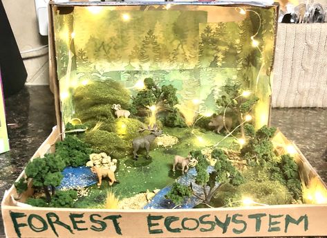 Lighted shoebox ecosystem project Ecosystem Project, Science Project Ideas Highschool, Ecosystem Shoebox Project, Ecosystem Art Project, Shoe Box Biome School Projects, Shoebox Ecosystem Project, Ecosystem Diorama Project, Forest Ecosystem Project, Shoe Box Ecosystem School Projects