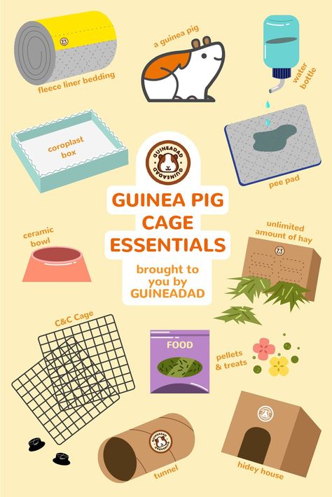 Gunie Pigs Cages, Guenia Pigs Cages Diy, Gunia Pig Cage Ideas, Small Guinea Pig Cage Ideas, Guinea Pig Checklist, Guine Pig Cage Ideas, Guine Pig Cage, Ginny Pigs Cages, C And C Guinea Pig Cage