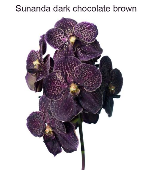 Vanda Sunanda Dark Chocolate Brown Flower Library, Oncidium Orchids, Lady Slipper Orchid, Goth Garden, Paradise Flowers, Dark Orchid, Orchid Photo, Vanda Orchids, Pink Inspiration