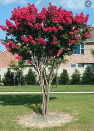 Pruning Crepe Myrtles, Crepe Myrtle Landscaping, Dynamite Crape Myrtle, Crepe Myrtle Trees, Myrtle Tree, Crepe Myrtle, Crape Myrtle, Play Spaces, Autumn Colors