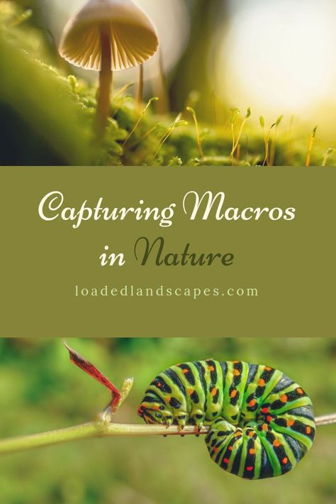 Macro photography tips for capturing insects, flowers, droplets of water, detail, landscape, nature, how to, Macro Lens, Close-Up Lens, Extension Tube, External Flash, tripod, filters, wide aperture, crisp, sharp, blur movement. #lmacrophotographytips #landscapephotography #naturephotography #photographytips #travelphotography Macro Photography Settings, Macro Ideas, Droplets Of Water, Photography Portrait Ideas, Macro Photography Tips, Photo Settings, Photography Phone, Macro Photography Nature, Manual Photography