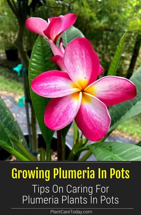 Growing Plumeria in pots or other containers is surprisingly easy. Black nursery containers or other plastic pots are generally preferable to clay-based pots. [DETAILS] Plumeria Tree In Pot, Plumeria In Pots, Plumeria Plant In Pot, Plumeria Plant Care, Pulmaria Plant, Potted Plumeria, Indoor Plumeria, Plumeria Care, Frangipani Tree