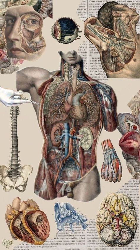 Anatomy And Physiology Aesthetic, Anatomy Collage, Fem Aesthetic, Anatomy Painting, Vintage Medical Art, Anatomy Learning, Anatomy Wallpaper, Anatomy Aesthetic, Medical Drawings