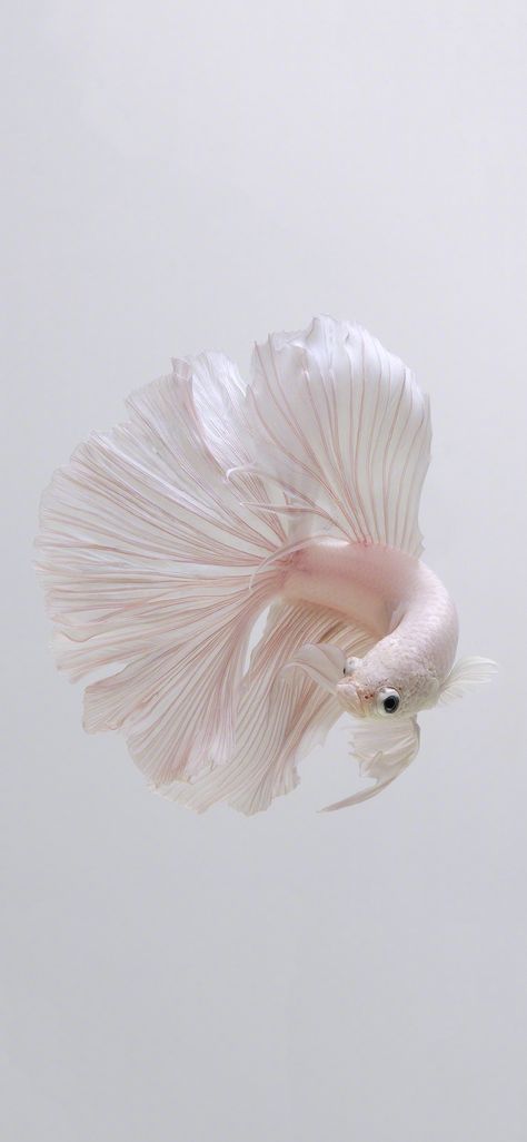 Betta Fish Wallpaper, Shalini Pandey, Water Animals, Fish Wallpaper, Betta Fish, Fish Pet, Wallpapers, Fish, Water