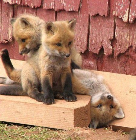 Baby Foxes, Fuchs Baby, Baby Fox, E Card, Cute Creatures, Sweet Animals, Animal Planet, 귀여운 동물, Animals Friends