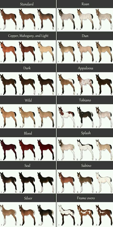 Horse Adoptables, Horse Guide, Horse Color Chart, Horse Lineart, Blanket Appaloosa, Chocolate Palomino, Beautiful Horses Wild, Liver Chestnut, Leopard Appaloosa