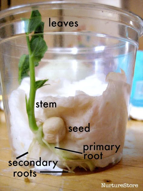 Bean Seed Experiment, Bean Growing Experiment, Germinate Seeds Paper Towel, Seed Germination For Kids, Flower Experiment, Plants Science Experiments, Plant Diagram, Flower Diagram, Gardening Beds