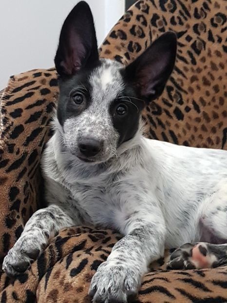 Blue Heeler Border Collie, Border Collie Mix Puppies, Heeler Dogs, Austrailian Cattle Dog, Cattle Dogs Rule, Blue Heeler Puppies, Red Heelers, Heeler Puppies, Blue Heelers