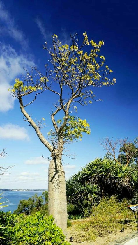 Landscape Park, Baobab Tree, Park Landscape, Travel Budget, Travel Sites, Cheap Travel, Vacation Travel, Budget Travel, Botany