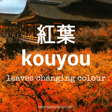 kouyou - the Japanese word for changing color autumn leaves. Seasons are very important in Japan. Japanese people honour the changing seasons with special food, drink, festivals and customs. And of course, there are special seasonal words too! Increase your Japanese vocabulary with this list of Japanese autumnal words and phrases. Click through to the blog post on Team Japanese to learn more autumn Japanese words! Japanese Terms, Caste Heaven, Japanese Vocabulary, Materi Bahasa Jepang, Learn Japanese Words, Learning Japanese, Japanese Quotes, Japanese Phrases, Japanese Language Learning