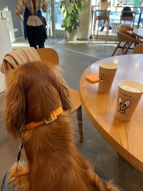 Dog Friendly Coffee Shop Ideas, Dog Friendly Coffee Shop, Dog Cafe Ideas, Dog Cafe Aesthetic, Ready To Drink Coffee, Korean Coffee Shop, Blank Street, Alfred Coffee, Korean Coffee