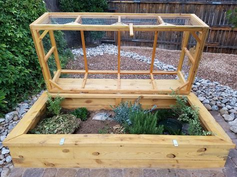 Outdoor habitat for Ornate and Desert Box Turtles. Easy access. Predator proof Ornate Box Turtle Habitat, Turtle Enclosure Outdoor, Tartaruga Habitat, Box Turtle Habitat, Desert Box, Tortoise Cage, Turtle Enclosure, Box Turtles, Russian Tortoise Diet