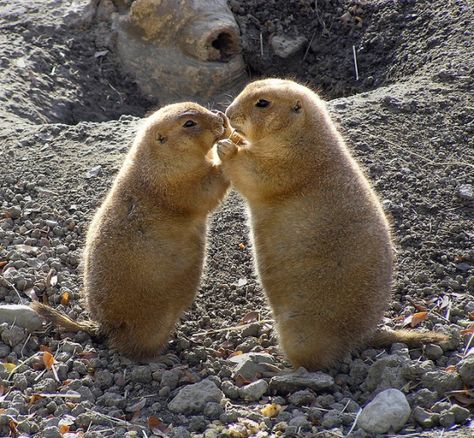 Prairie dogs Prairie Dog, Little Critter, Best Friend Pictures, Cute Creatures, Friend Pictures, Beautiful Creatures, Animal Kingdom, Pet Birds, Mammals