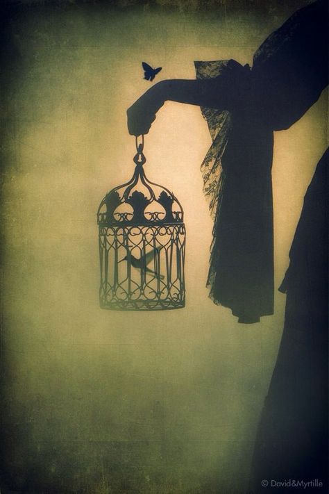 Shadow of birdcage & bird متحف فني, Art Noir, Foto Art, Bird Cages, Gothic Art, Pics Art, A Butterfly, Rumi, Writing Inspiration