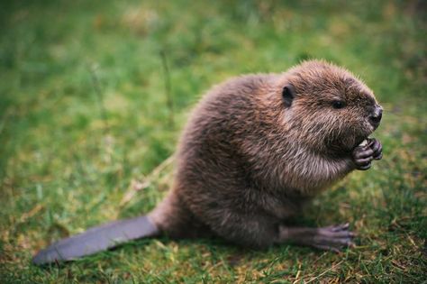 -.- :p Beaver Pictures, Beaver Drawing, Baby Beaver, Animal Spirit Guides, Super Cute Animals, Woodland Creatures, Sweet Animals, Animal Photo, Forest Animals